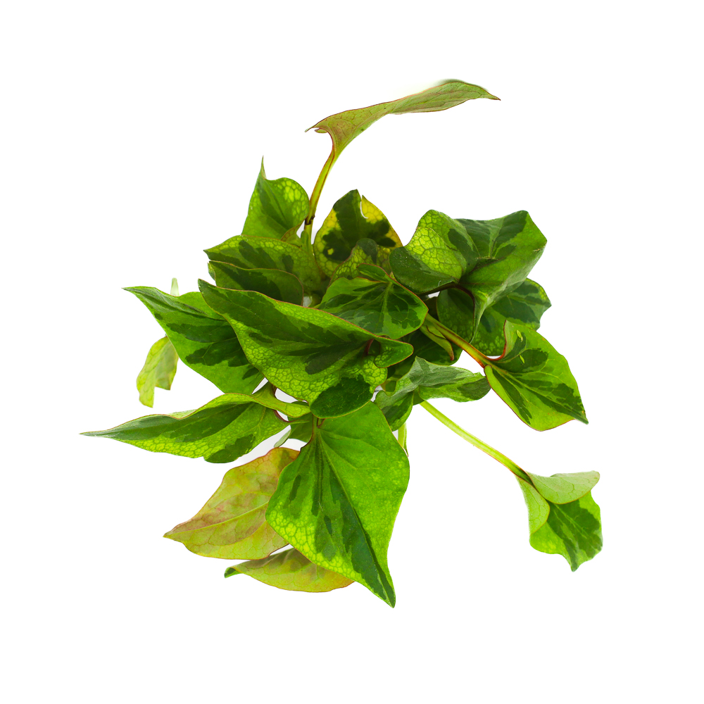 Houttuynia cordata Chameleon roślina do paludarium